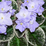 African Violet Variegated Foliage 3